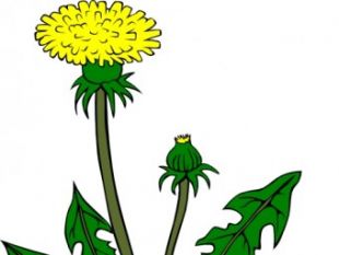 Dandelions Free Vector | free vectors | UI Download
