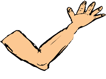 Elbow Clipart | Free Download Clip Art | Free Clip Art | on ...