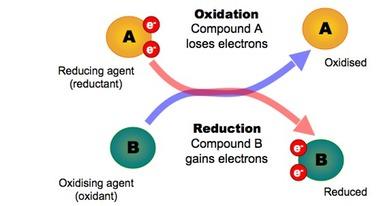 Topic 8- Cell Respiration and Photosynthesis at Vanguard High ...