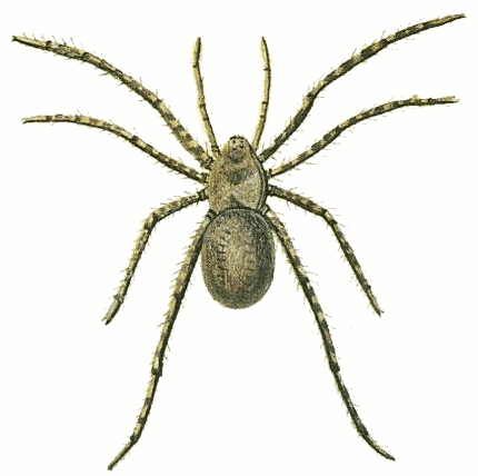 Animated Pictures Of Spiders | Free Download Clip Art | Free Clip ...