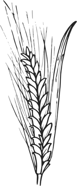 Wheat clip art - vector clip art online, royalty free &amp; public domain