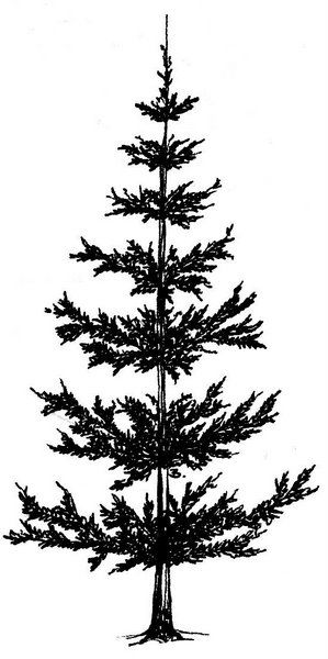 Pine Tree Silhouette | Tree Tattoos ...