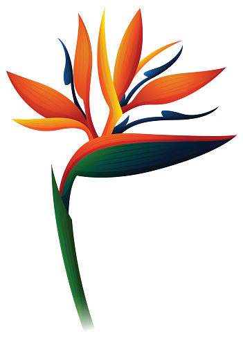 Bird Of Paradise Plant Clip Art, Vector Images &amp; Illustrations ...