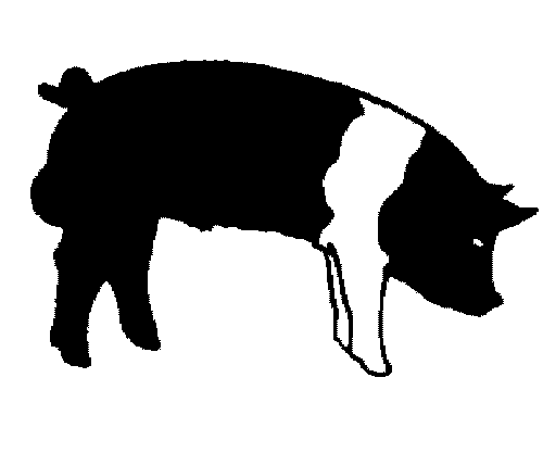 Show Pig Clipart