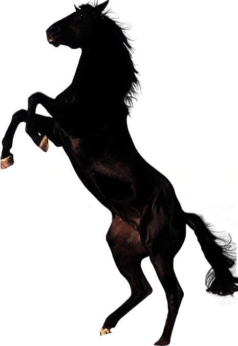 Horse png image, free download picture