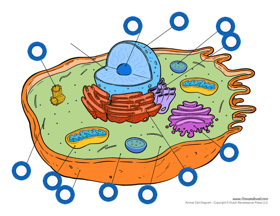Nucleolus, Cell membrane, Rough ER, Golgi Apparatus , Smo ...