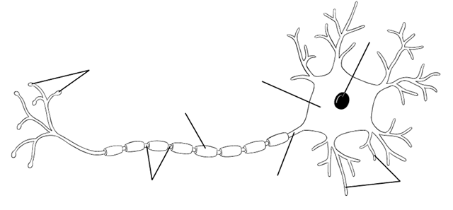 Rif #8 Nervous Tissue - Human Anatomy Bms 107 with Rose at Santa ...