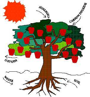 Apple - Gardening His Creation