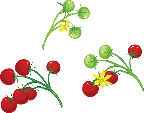 Grape Tomato Clip Art, Vector Images & Illustrations