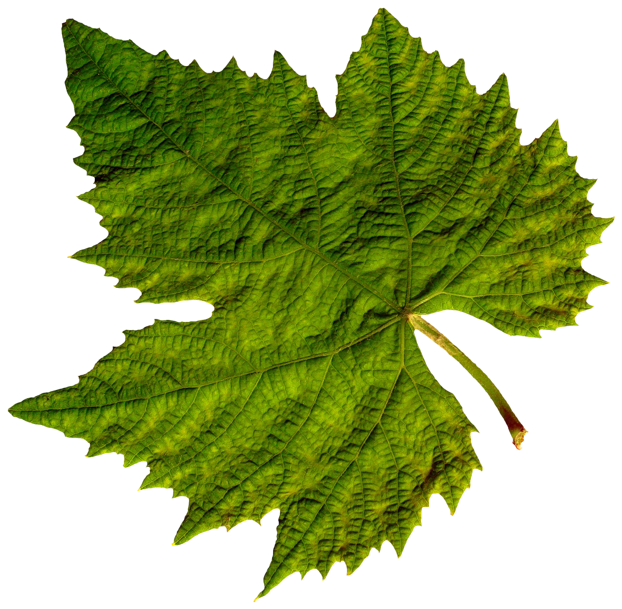 Green leaves PNG images free download pictures