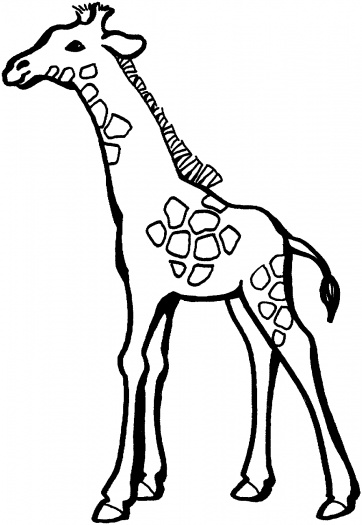 Giraffe Head Drawing Outline
