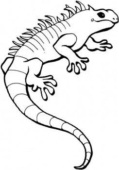 Outline Iguana - ClipArt Best