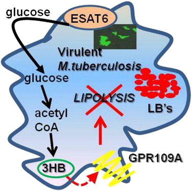 Cell Host and Microbe - Mycobacterium tuberculosis-Driven Targeted ...
