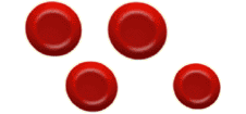 BBC - GCSE Bitesize: Specialised cells