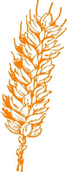 gold-wheat-hi.png