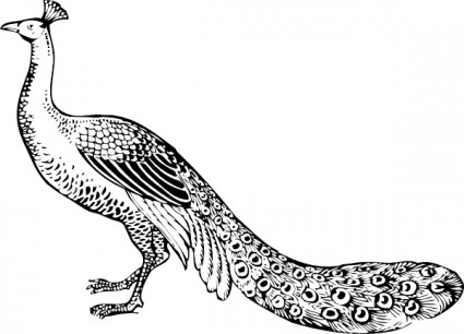 Peacock clip art Vector clip art - Free vector for free download