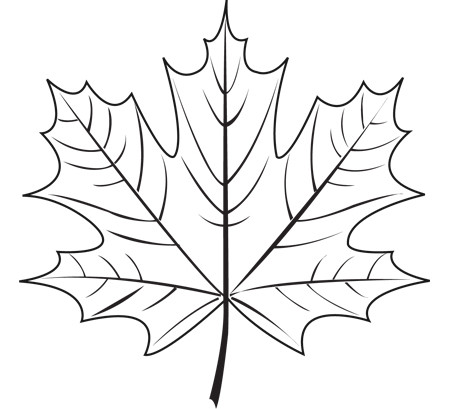 Maple leaf clipart