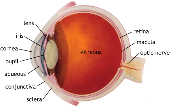 Diagram Of An Eyeball | Home Design