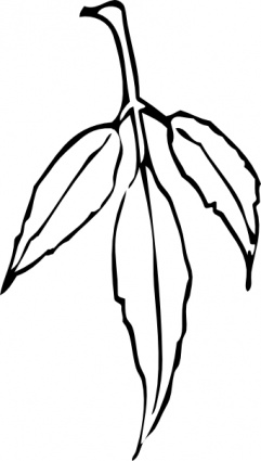 Maple Leaf Clipart Black And White - Free Clipart ...