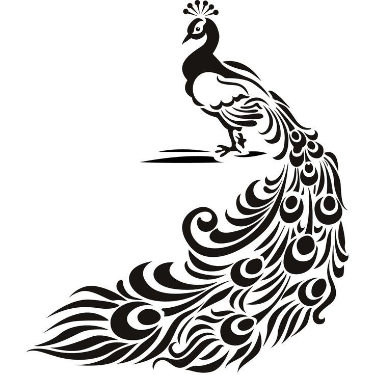 Peacock Drawing | Art, Peacock Art ...