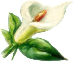 Free Lily Clipart - Public Domain Flower clip art, images and graphics