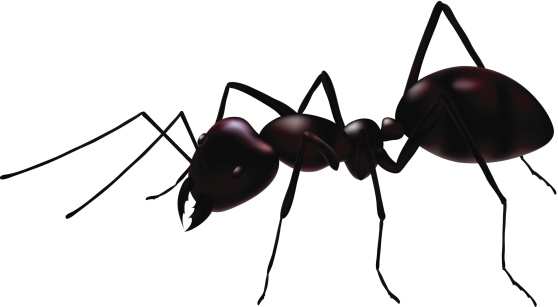 Ant Clip Art, Vector Images & Illustrations