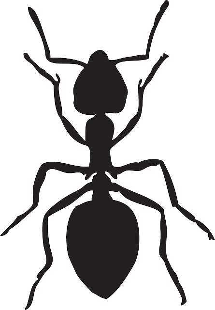 1000+ images about Stage- Ants