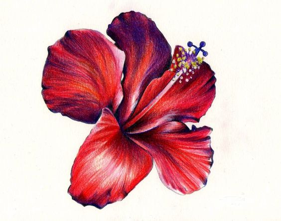 Pencil drawings, Tropical and Colored pencils