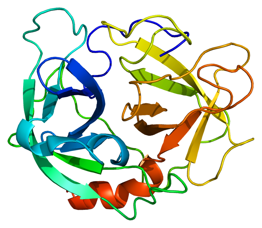 Neutrophil elastase - Wikipedia