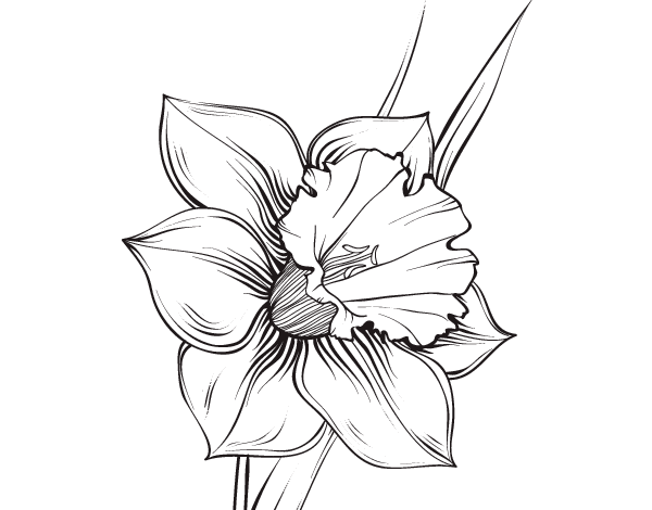 narcissus flower drawing Gallery