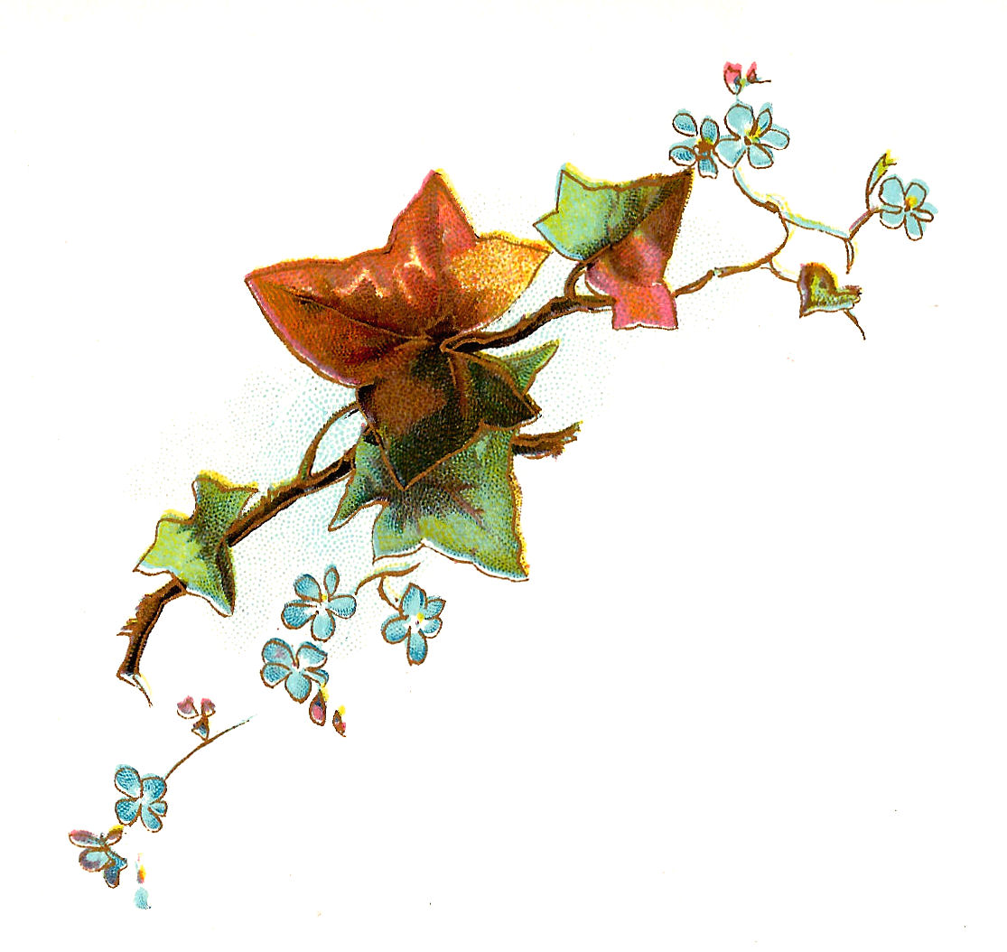 Antique Images: Free Flower Clip Art: Forget-Me-Not Flowers with ...
