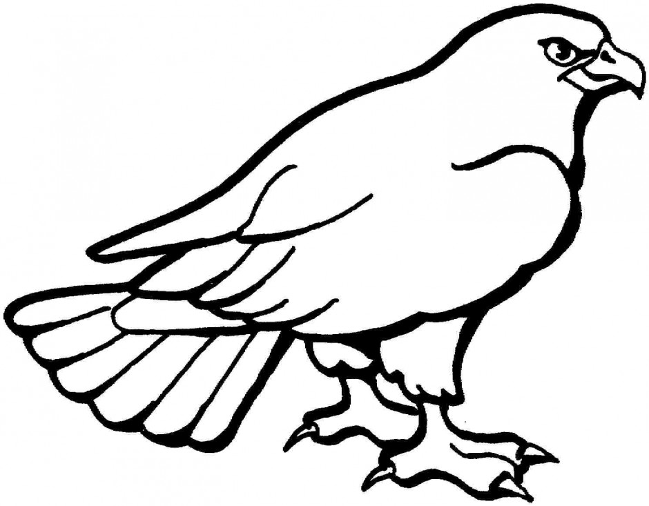Bald Eagle Outline