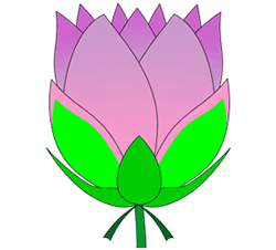 Lotus Flower Drawing