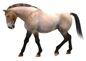 Free Downloads for the Poser 3d and Daz Studio Horse Figures ...