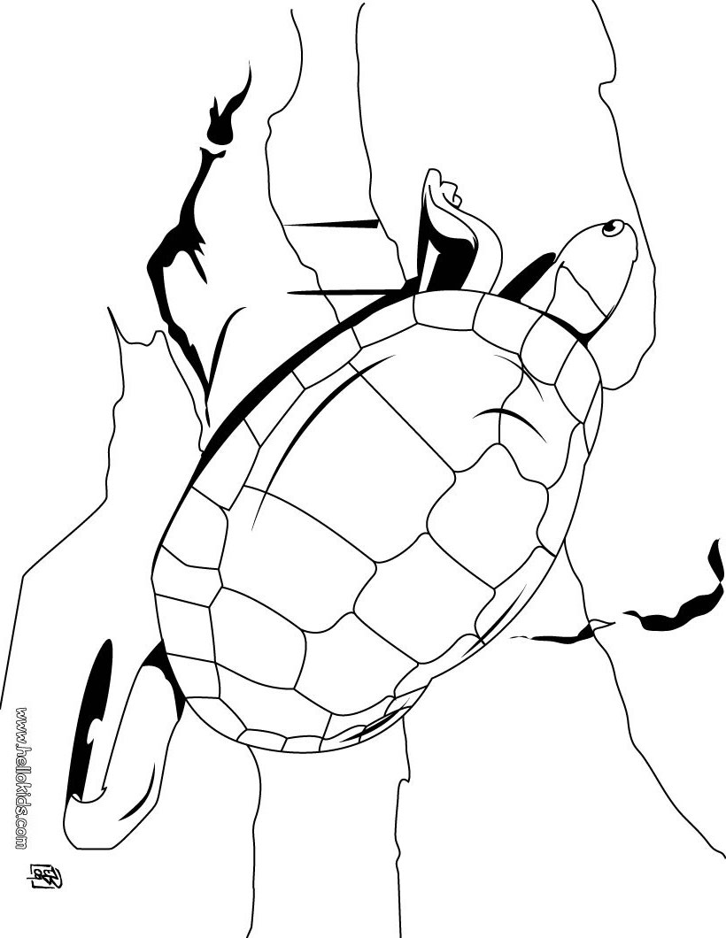 TORTOISE coloring pages - Big Tortoise