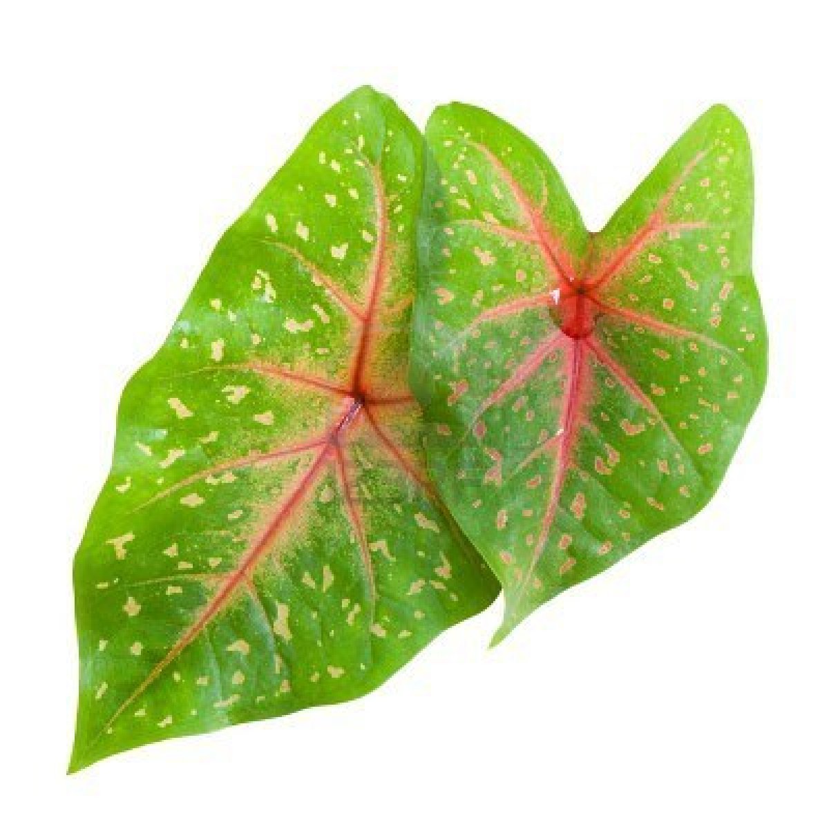 Rain Forest Leaves - Lessons - TES Teach