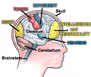 Kids' Health - Topics - The brain