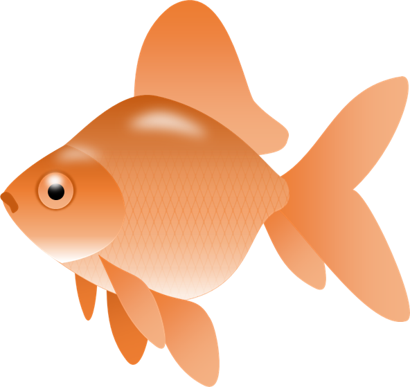 Gold fish clip art