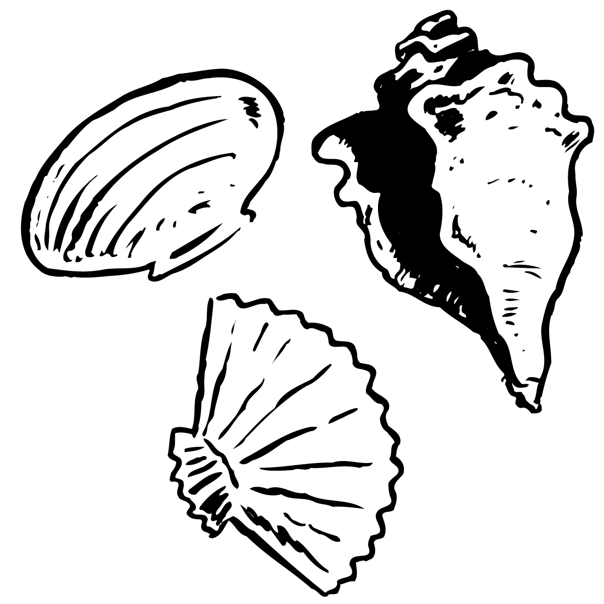 Seashell black and white sea shell clip art black and white sea ...