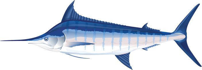 Marlin Clip Art, Vector Images & Illustrations