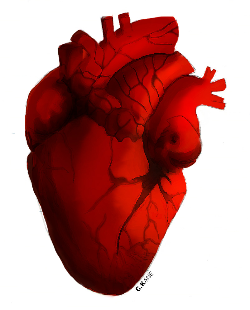 Human Heart Clip Art - Free Clipart Images