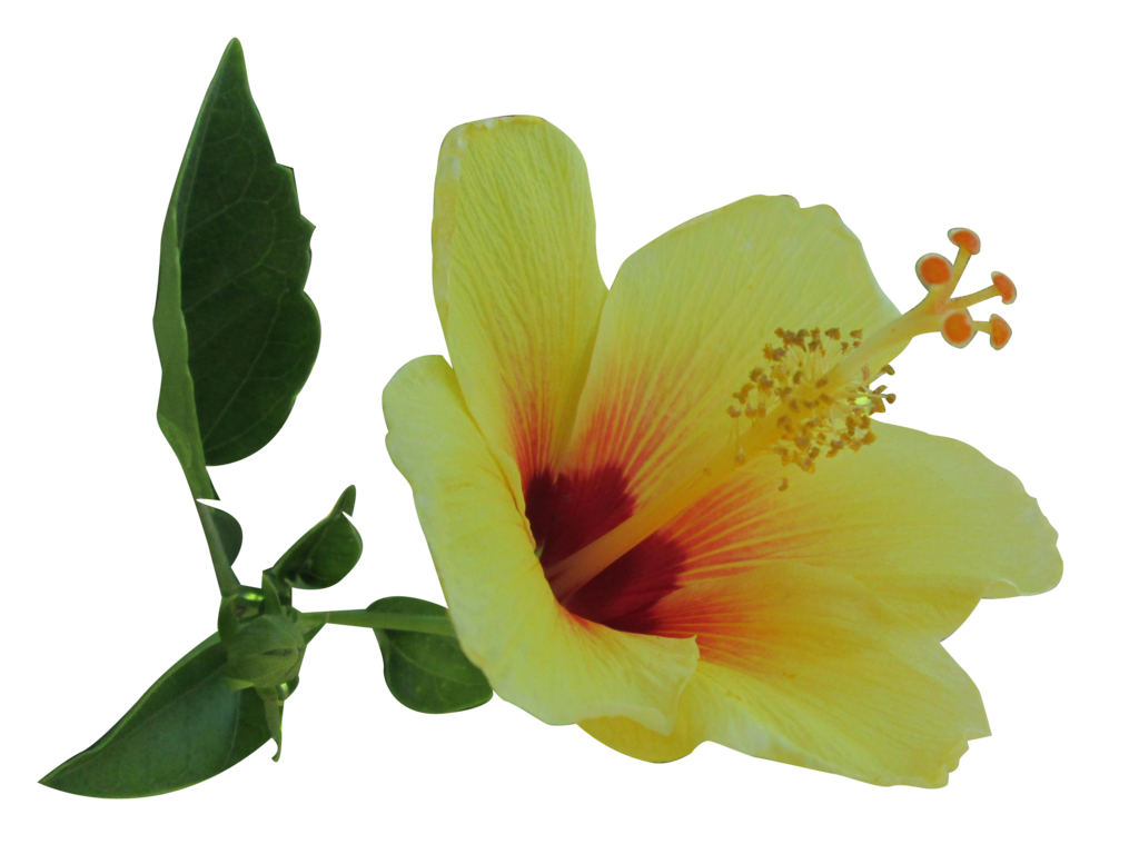 Yellow Hibiscus 2 by Owhl-stock on DeviantArt
