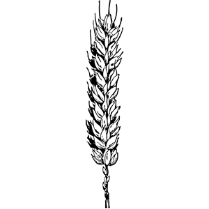 Wheat Clipart | Free Download Clip Art | Free Clip Art | on ...