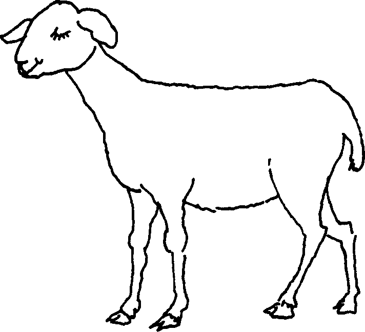 Self - Teaching Manual in Hair Sheep Production
