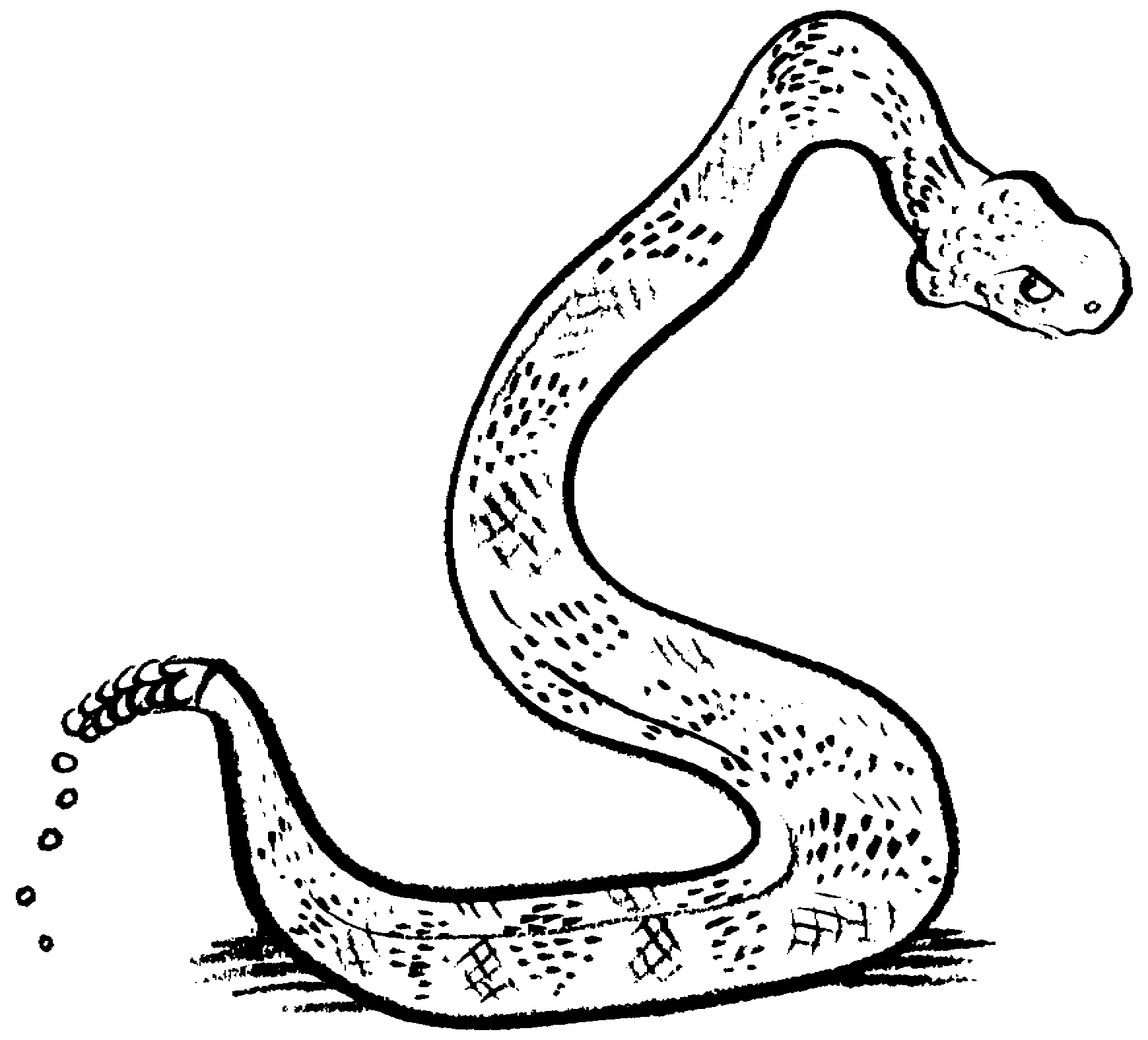 Snake Clipart 24639 Hd Wallpapers in Animals - Imagesci.
