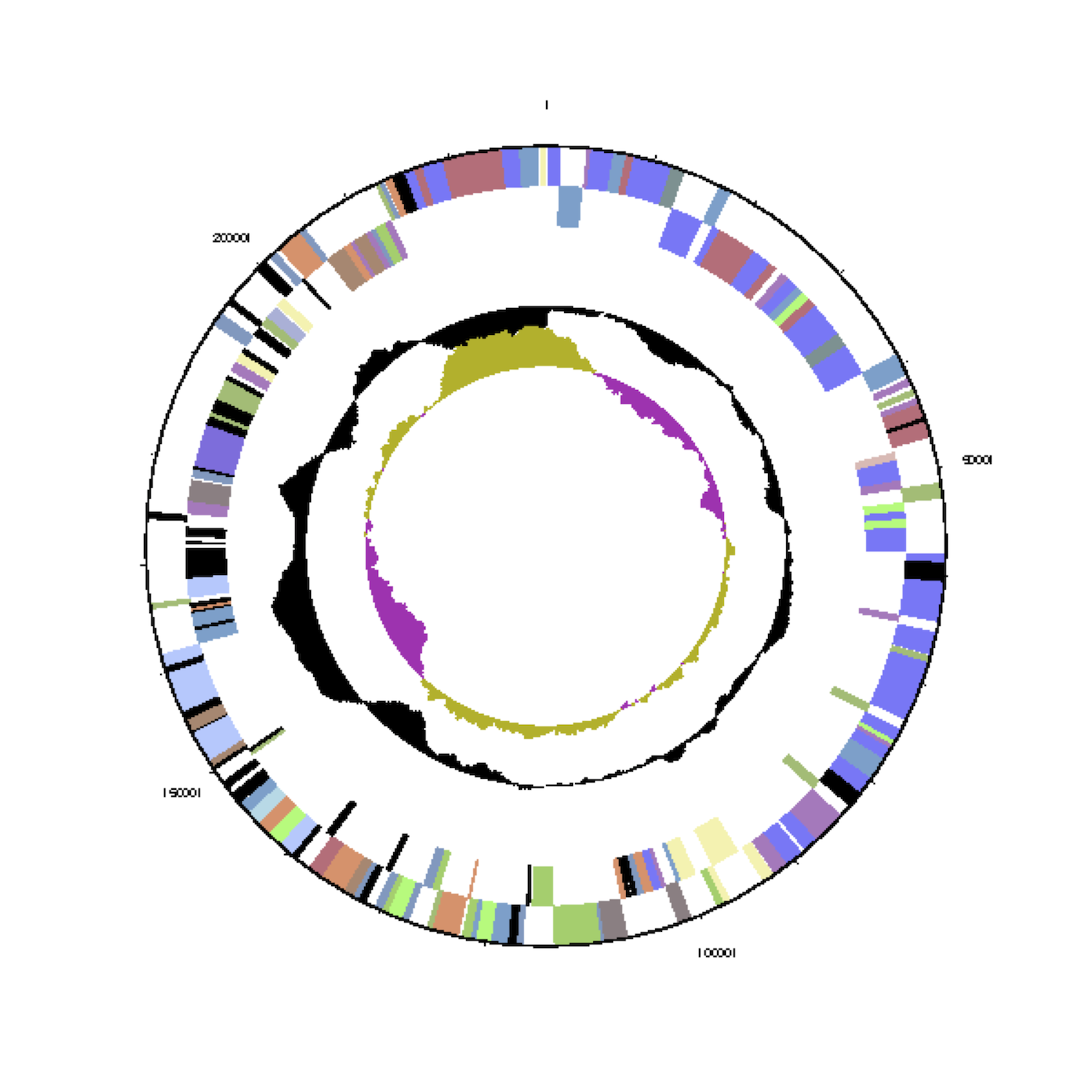 Genome sequence of the phage-gene rich marine <em>Phaeobacter ...