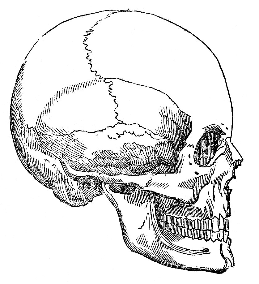 Vintage Graphic Image - Skull - Halloween - The Graphics Fairy