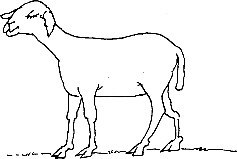 Self - Teaching Manual in Hair Sheep Production