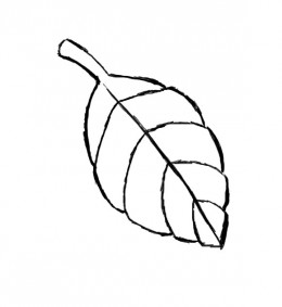 How to draw a leaf