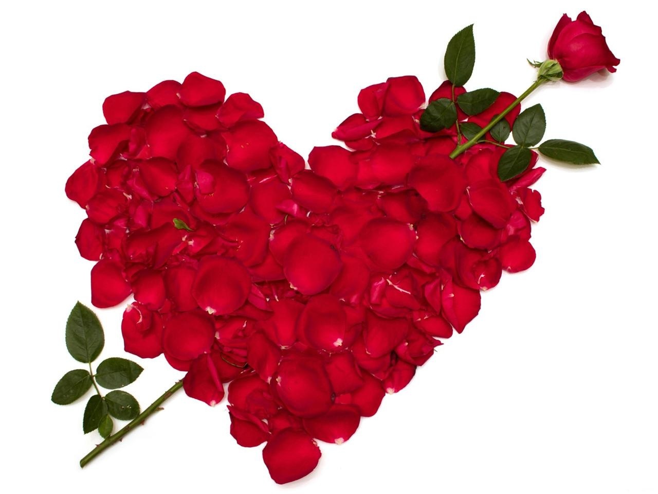 Animated Rose Photos 07544 - Baltana